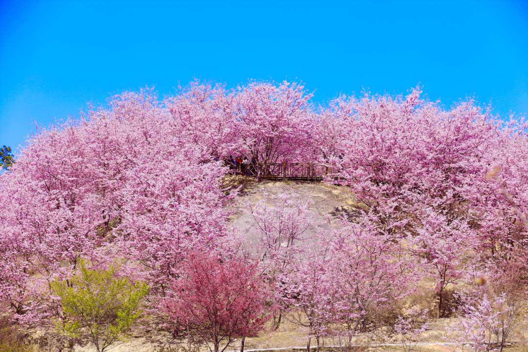 大田屏山仙居山櫻花園