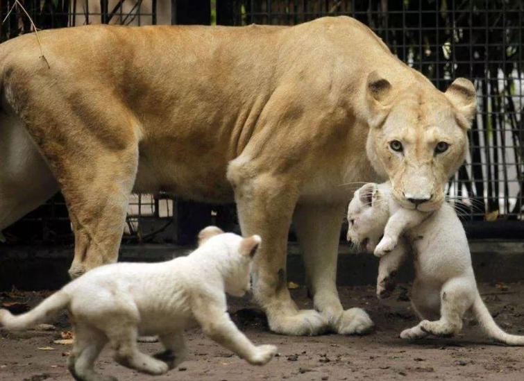 2025濮陽東北莊野生動物園門票及購票入口(附免票政策+游玩介紹)