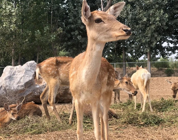 濮陽東北莊野生動物園