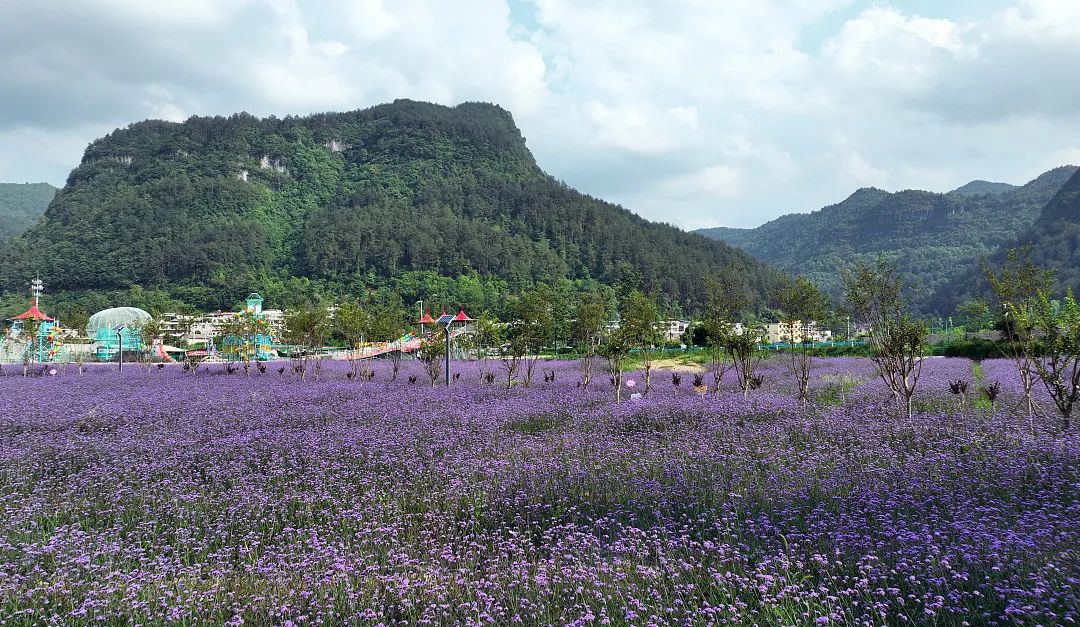 2025蓮花四季花海門票價(jià)格+地址+游玩介紹