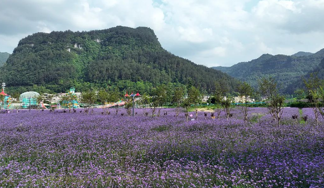 蓮花四季花海