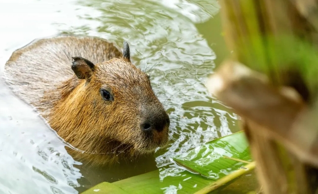 東莞香市動(dòng)物園