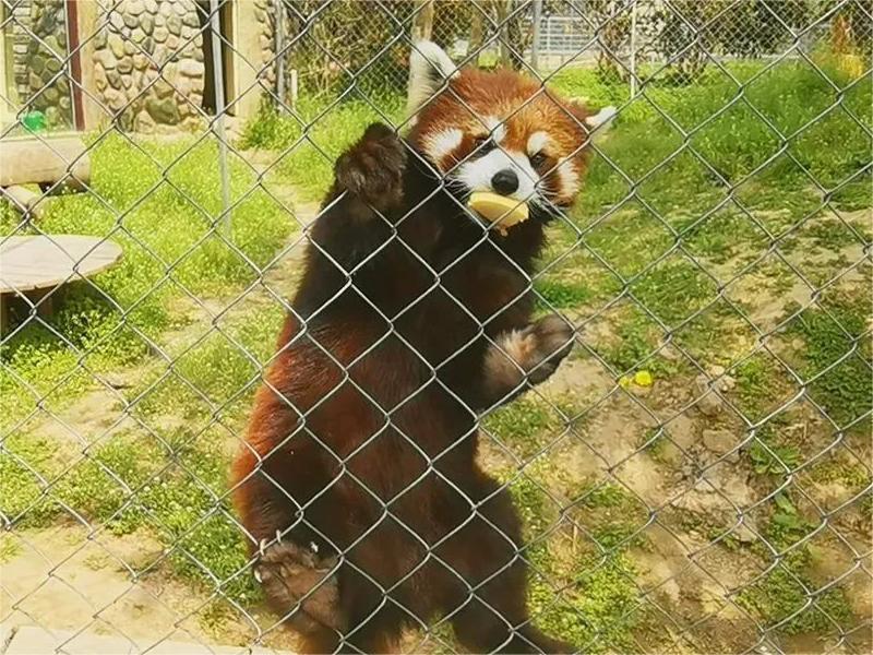 潘多拉2.jpg
