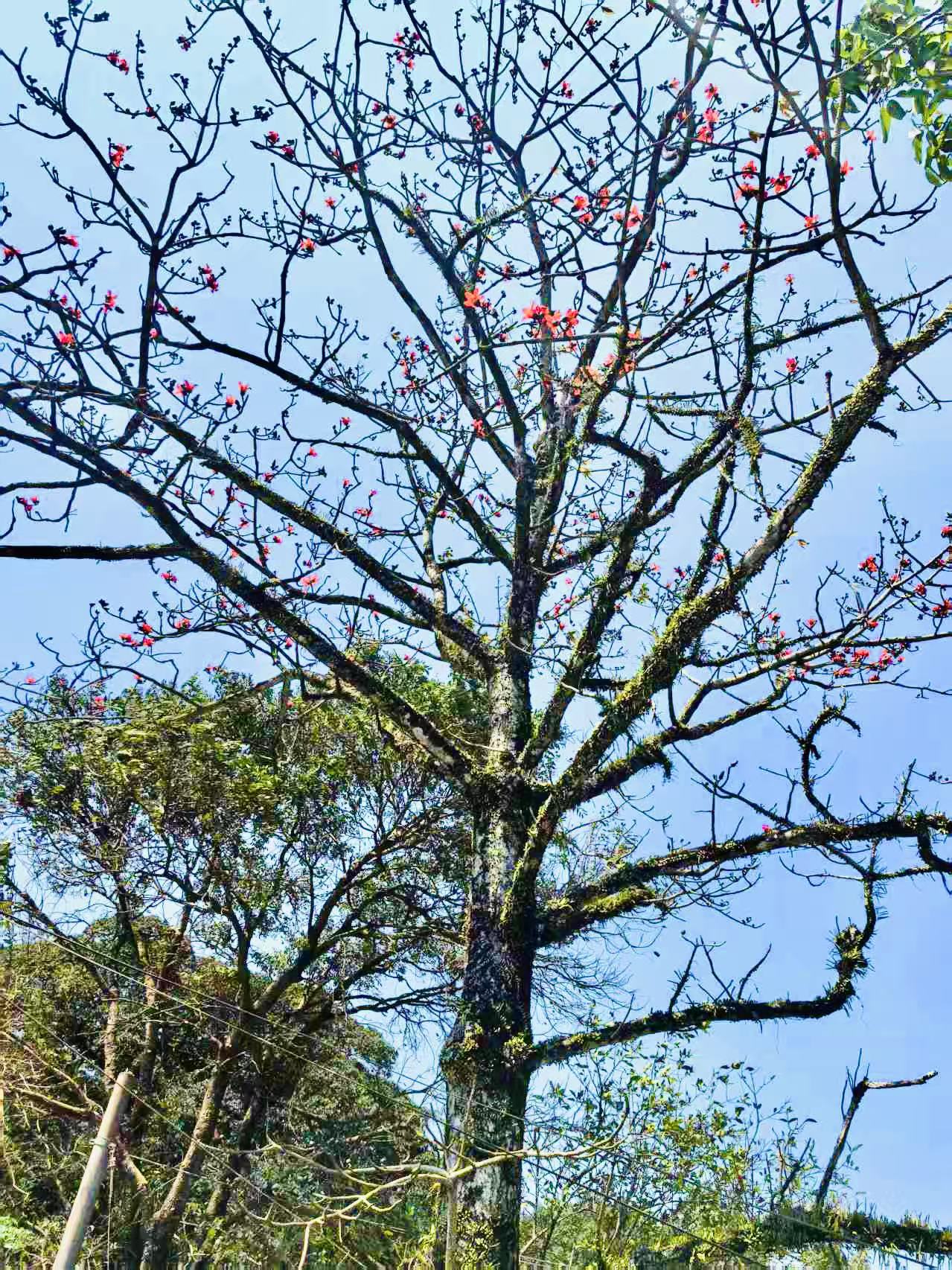 【木棉焰·三角梅·瀑聲潺】百花嶺春日詩篇，黎苗故事藏于山水秘境！