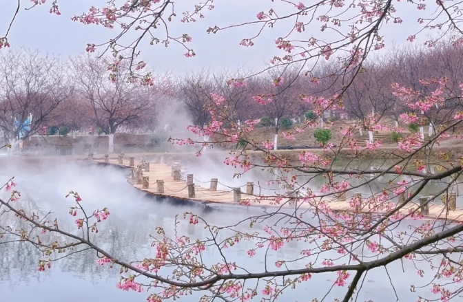 常寧百萬櫻花園