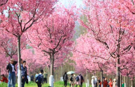 成都問花村