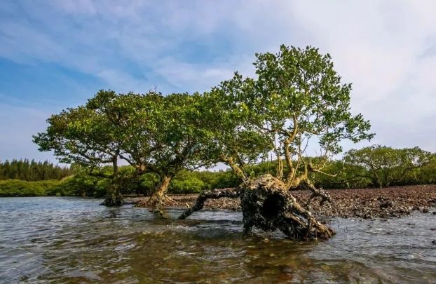 湛江特呈島