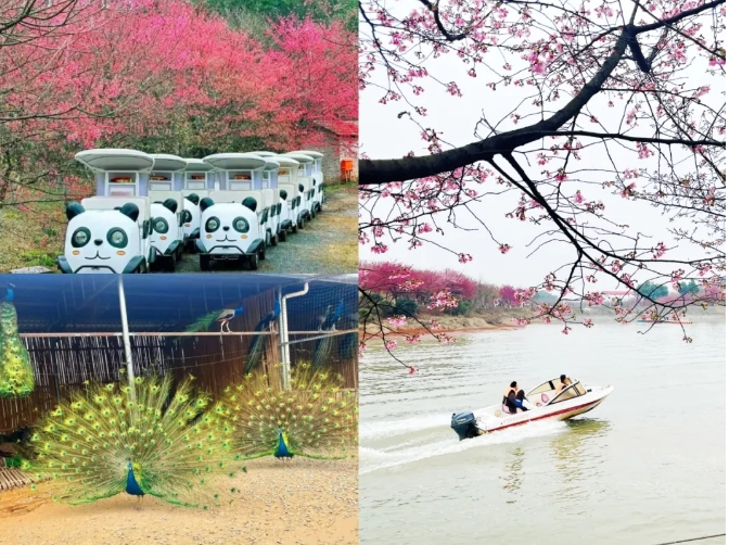 常寧百萬櫻花園