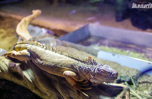 馬塔塔動物王國