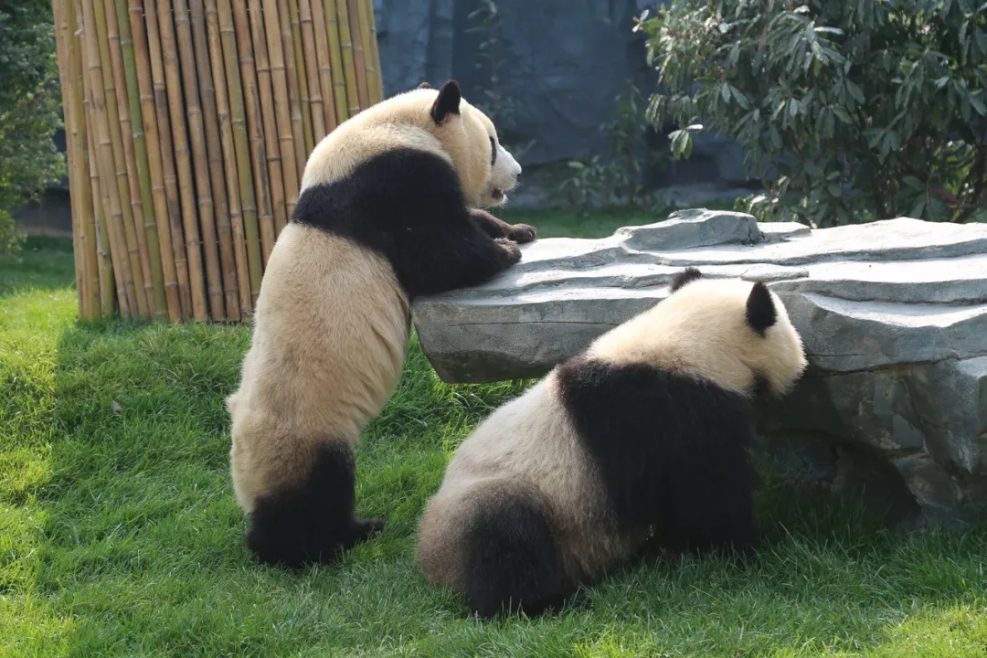 五龍山野生動(dòng)物園