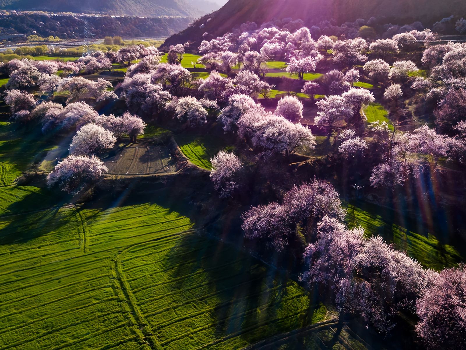 布久朵當(dāng)村桃花園