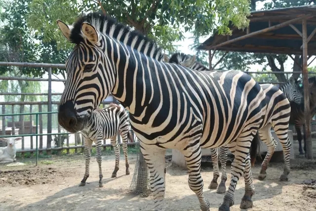 2025五龍山野生動(dòng)物園門票及收費(fèi)標(biāo)準(zhǔn)一覽(附免票政策+表演時(shí)間表+介紹)