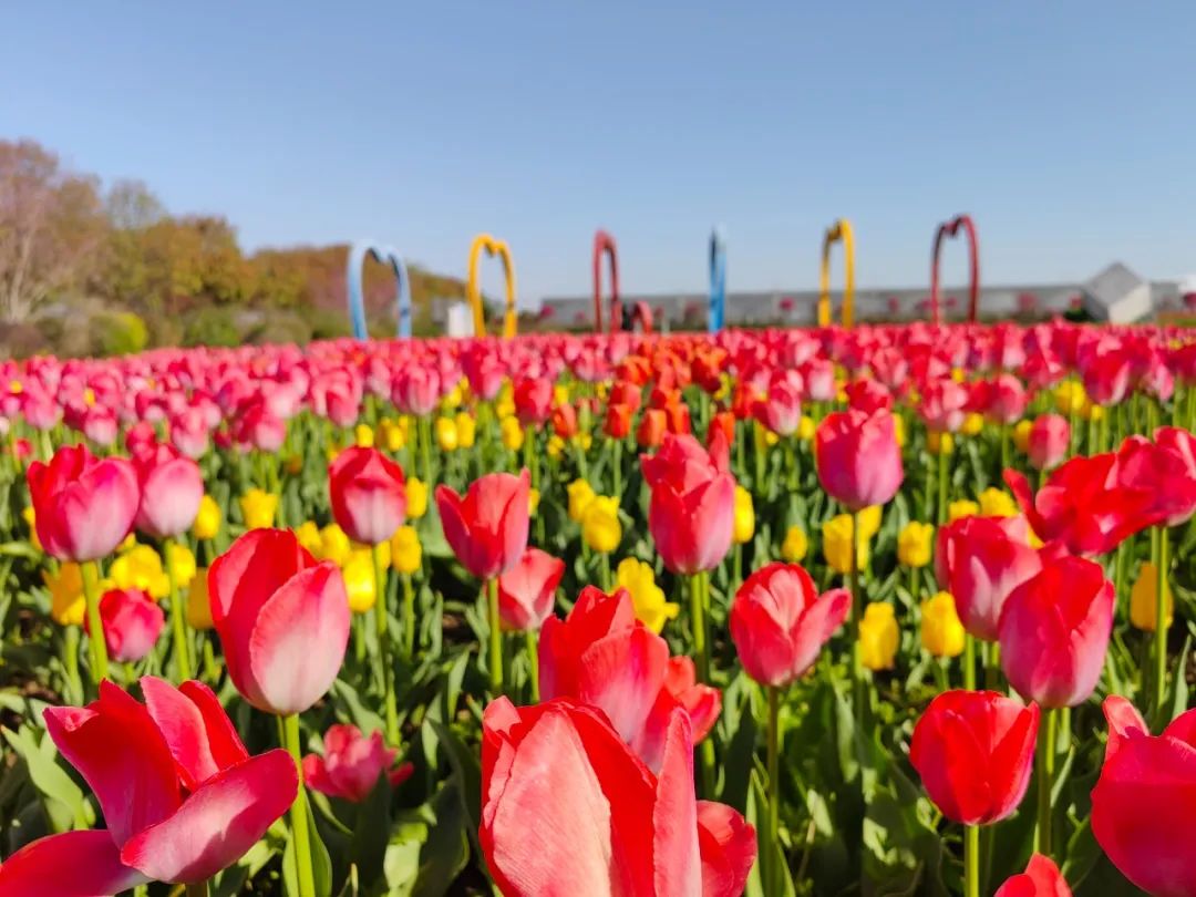 武漢東西湖郁金香公園