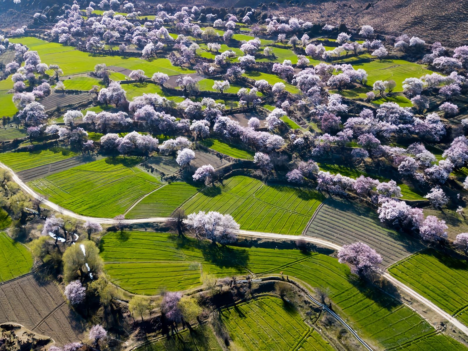 布久朵當村桃花園