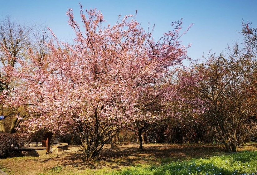 成都植物園