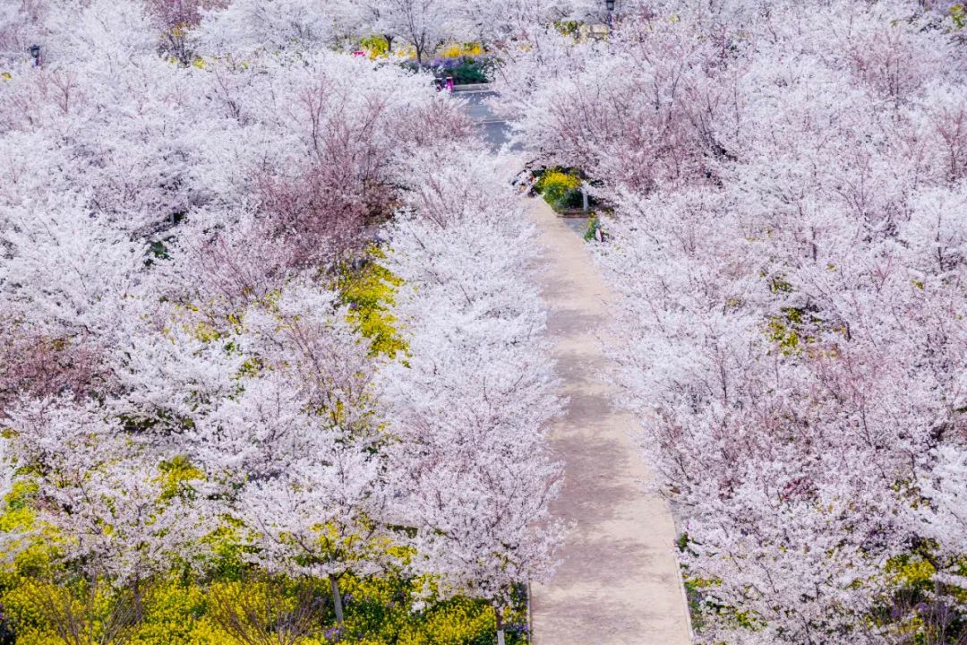 滎陽古柏渡豐樂櫻花園