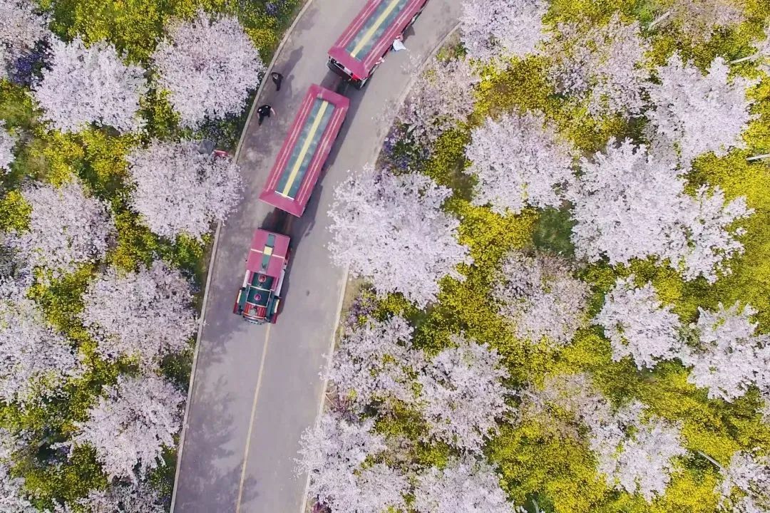 滎陽古柏渡豐樂櫻花園