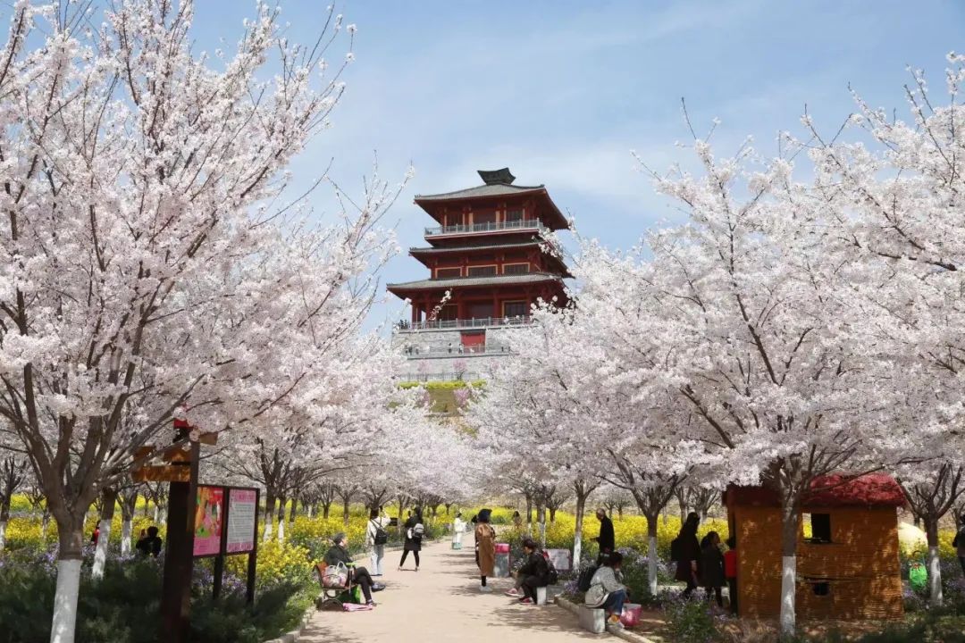 滎陽古柏渡豐樂櫻花園