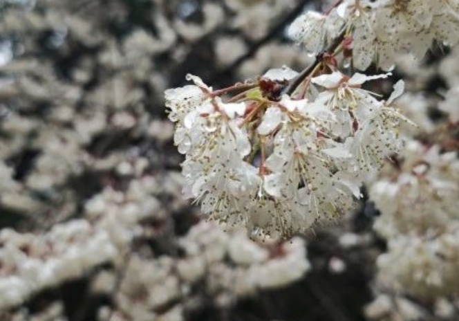 成都植物園