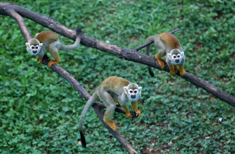 西霞口神雕山野生動物園