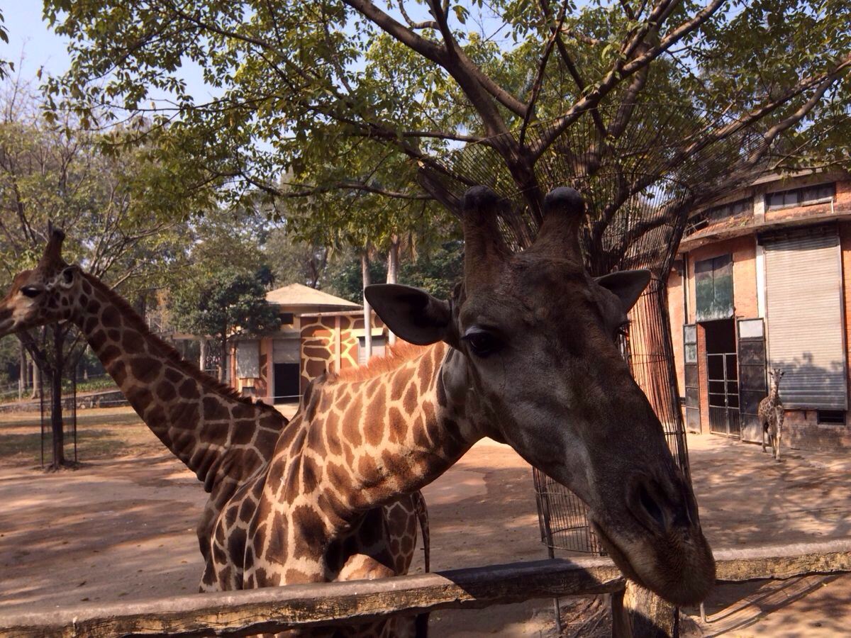 廣州動物園