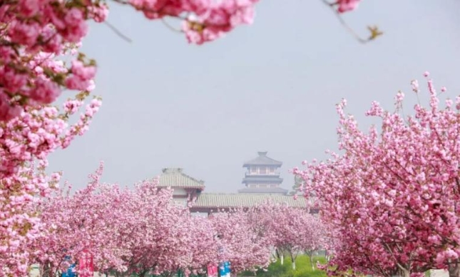 滎陽古柏渡豐樂櫻花園