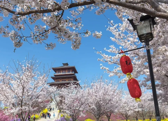 滎陽古柏渡豐樂櫻花園