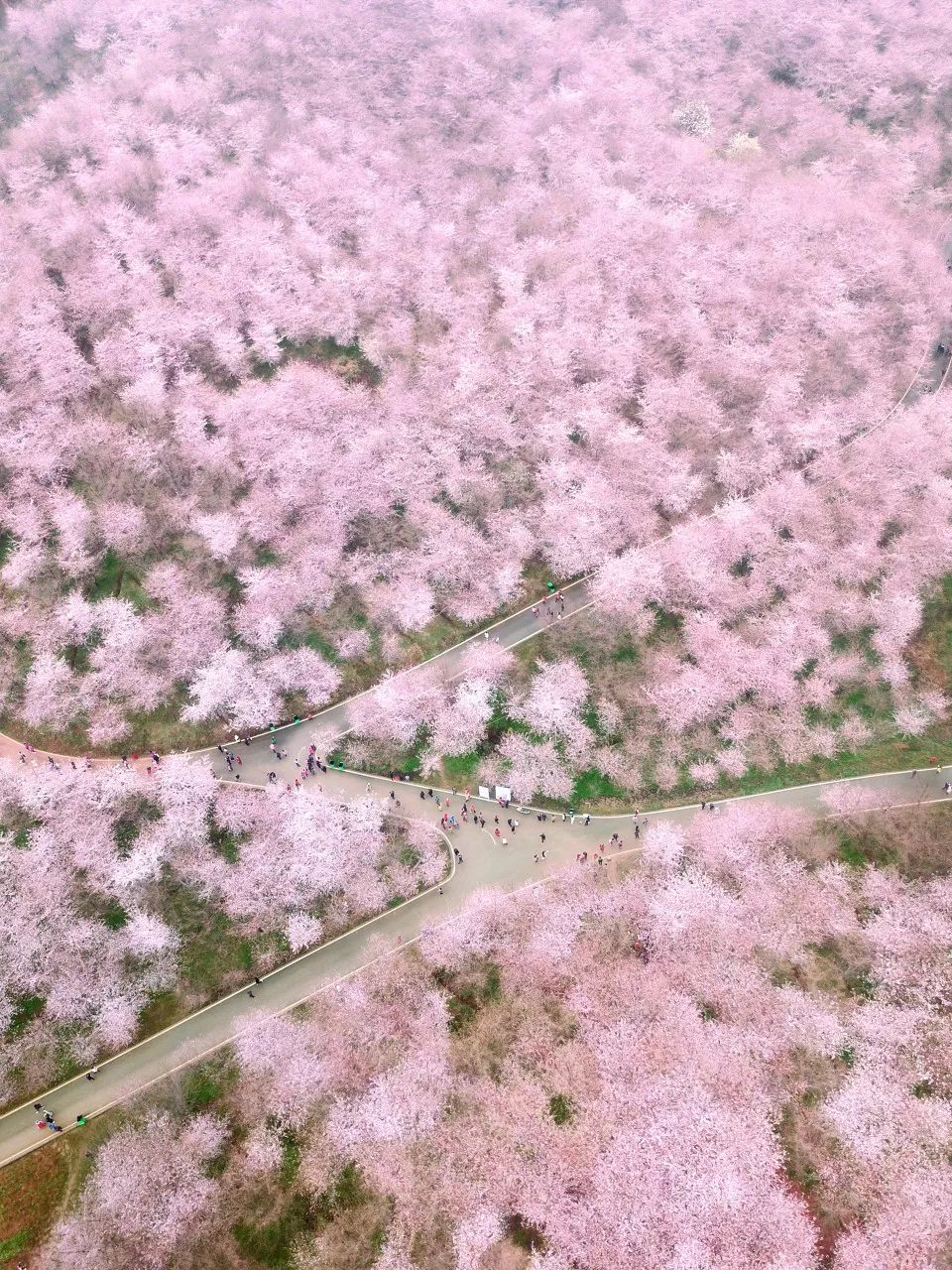 武漢東湖櫻花園