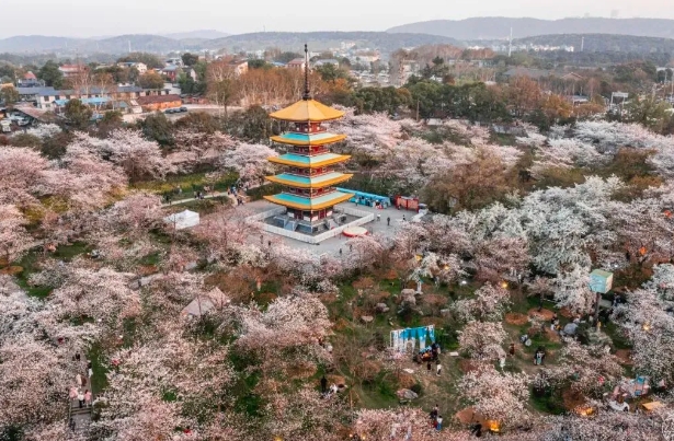 武漢東湖櫻花園