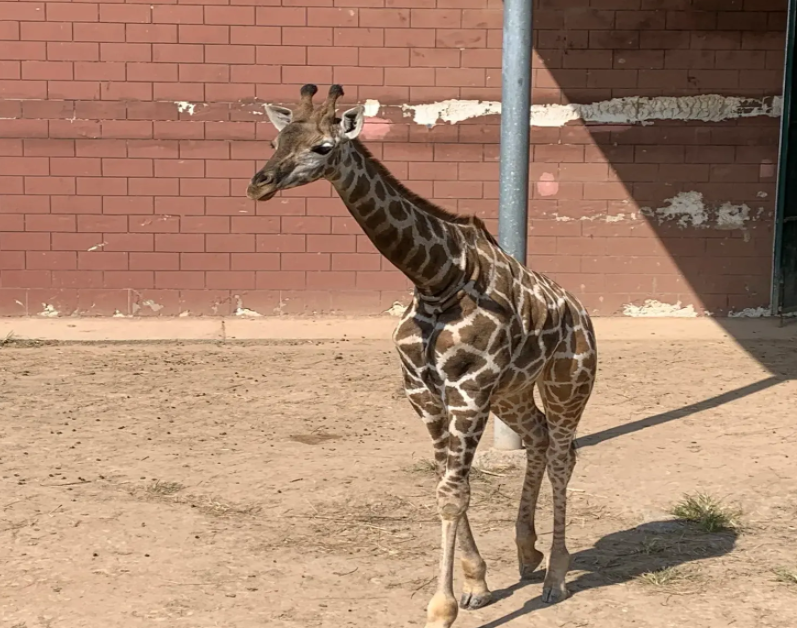 黃河三角洲動物園