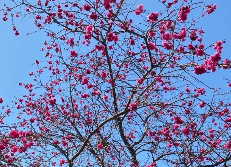 江門花海歡樂世界