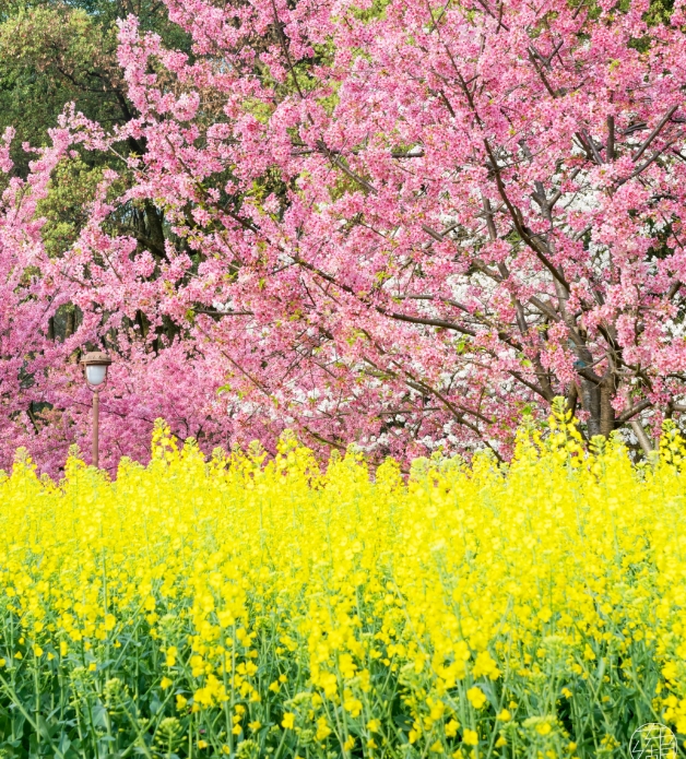 武漢東湖櫻花園