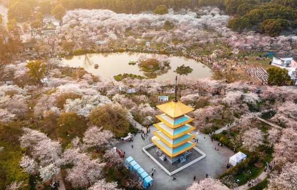 東湖櫻花園