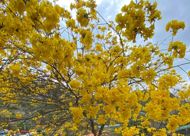 江門花海歡樂世界