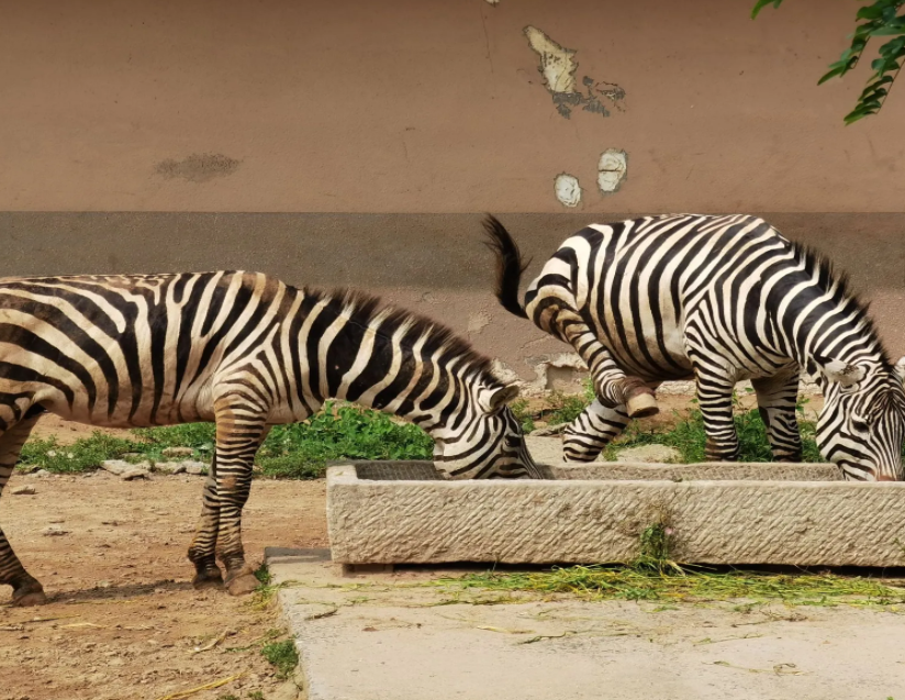 黃河三角洲動物園