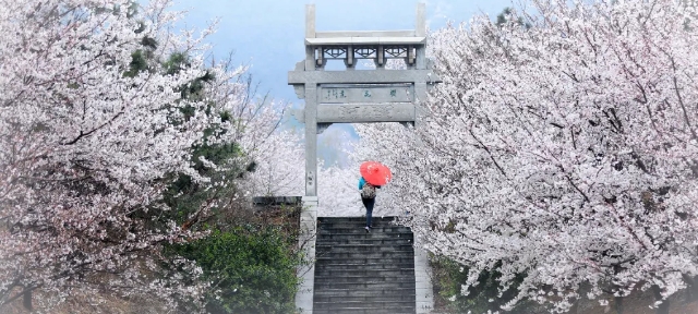 濱州櫻花山風(fēng)景區(qū)