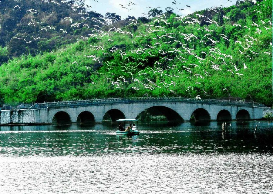 佛山李小龍樂園白鷺.jpg