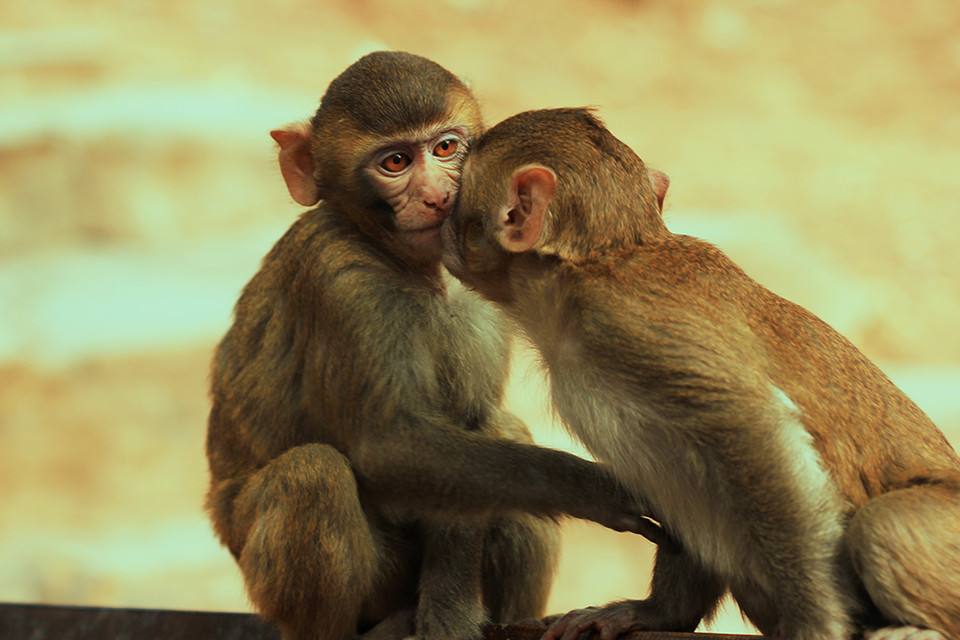 濮陽野生動物園2.jpg