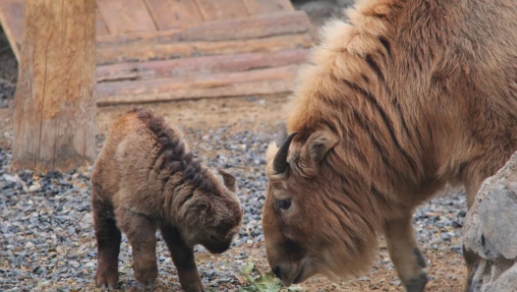 北京野生動物園