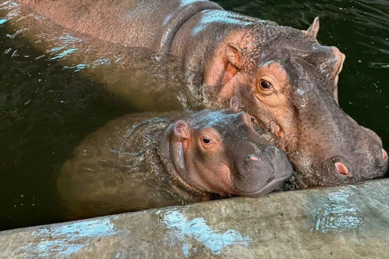 2025北京野生動(dòng)物園最新消息(門票預(yù)約網(wǎng)址+優(yōu)惠人群+開放時(shí)間+近期活動(dòng))