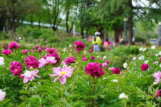 當(dāng)芍藥遇見薔薇，雞冠洞用萬畝花田寫就春日情書！