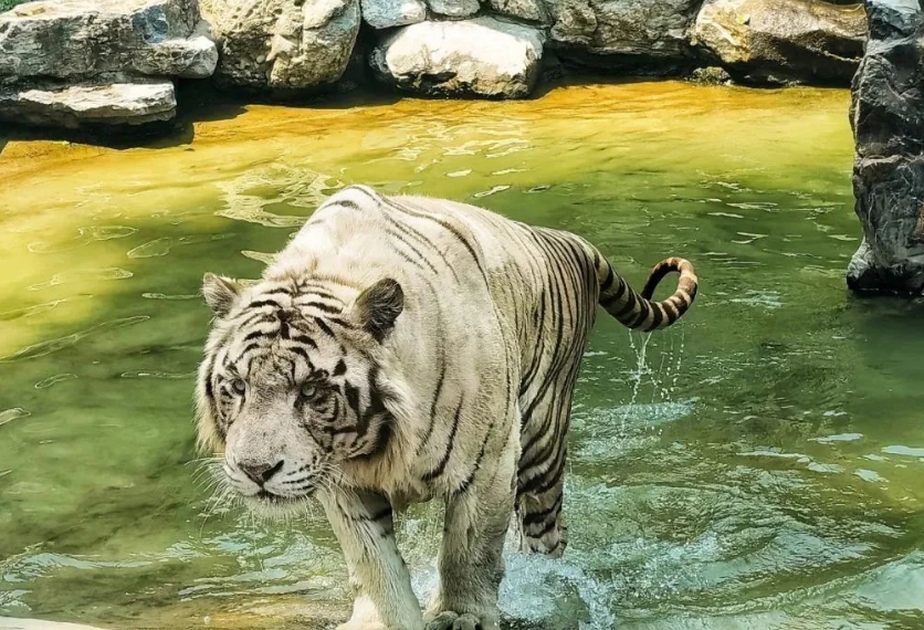 北京野生動(dòng)物園