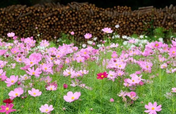 武漢植物園