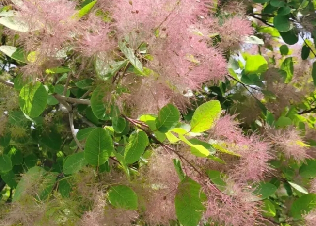 平頂山森林公園