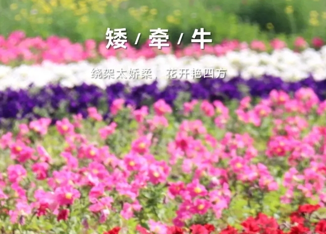 平頂山森林公園