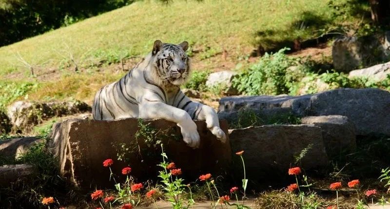 北京野生動(dòng)物園