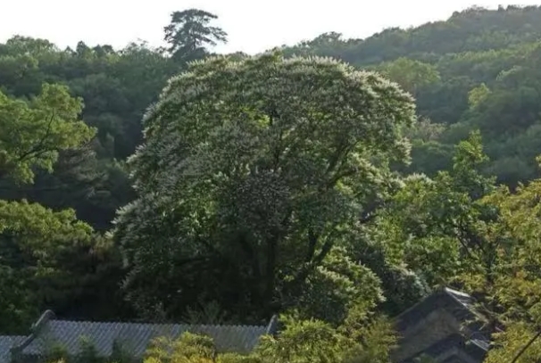 北京潭柘寺