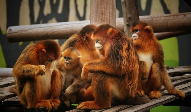 北京野生動物園