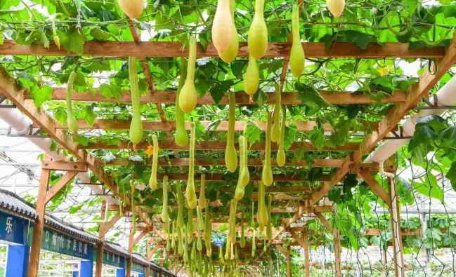 壽光蔬菜博覽會(huì)