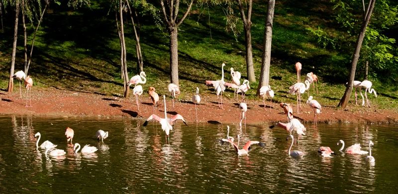 北京野生動(dòng)物園